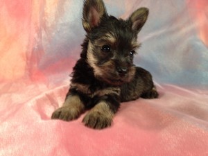 Male Snorkie Puppy available October 2012 $750